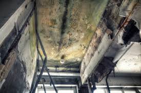 Why You Should Choose Our Mold Remediation Services in Lakeland South, WA